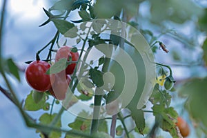 Ripe cherry tomato in the garden