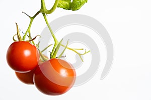 Ripe cherry tomatoes on a branch on a white background, copy the place for text