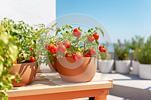 Ripe cherry tomatoes growing in terracotta pots on Sunny Balcony