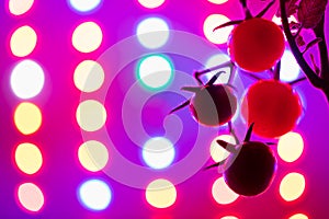 Ripe cherry tomatoes silhouette against led grow lamp