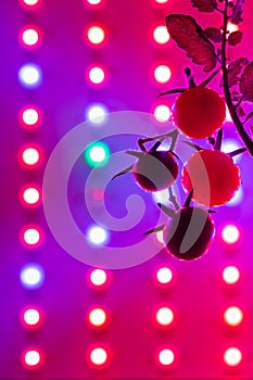 Ripe cherry tomatoes silhouette against led grow lamp