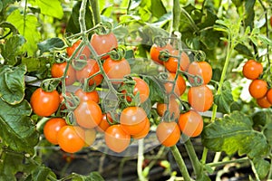 ripe cherry tomatoes soon to be harvest on the farm Taiwan.