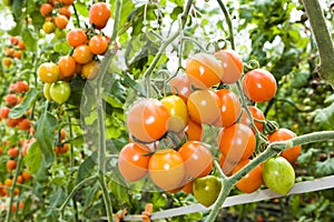 ripe cherry tomatoes soon to be harvest on the farm Taiwan.