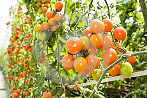 ripe cherry tomatoes soon to be harvest on the farm Taiwan.