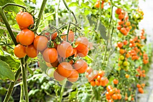 ripe cherry tomatoes soon to be harvest on the farm Taiwan.