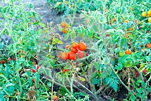 Ripe cherry tomatoes on the stem and garden