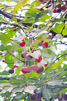 Ripe cherry on the tree