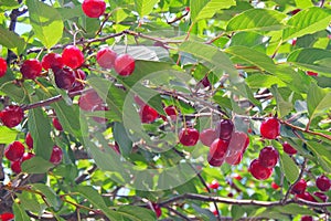 Ripe cherry on the tree