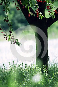 Ripe cherry tree