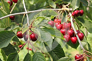 Ripe cherrys hanging on the branch in the orchard.