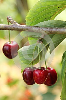 Ripe cherrys hanging on the branch in the orchard.