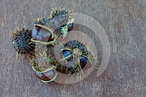 Ripe chestnut brown fruits in needle skin on a wooden table