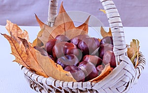 Ripe chestnuts and autumn leaves in a basket, close up