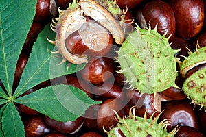 Ripe chestnuts background