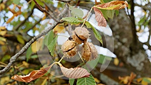 Ripe chestnuts on the branch