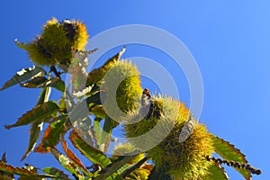 Ripe chestnuts on the branches of a chestnut tree with blue sky