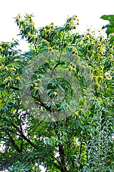 Ripe chestnuts on a chestnut tree