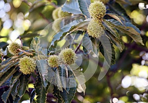 Ripe chestnuts hang on the branches of the chestnut tree.