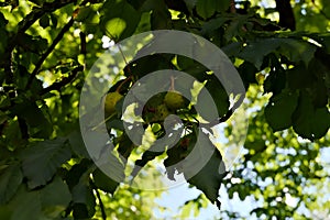 Ripe chestnuts in the tree