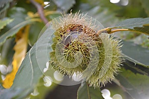 Ripe chestnuts up close at a tree