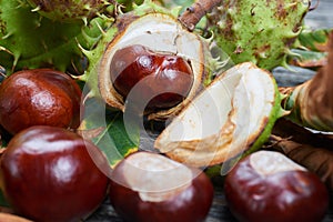 Ripe chestnuts on the wooden table