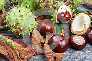 Ripe chestnuts on the wooden table