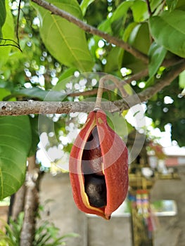 The ripe Chinese chestnut in Thailand or Castanea mollissima