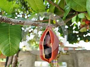 The ripe Chinese chestnut in Thailand or Castanea mollissima