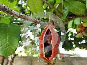 The ripe Chinese chestnut in Thailand or Castanea mollissima