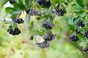 Ripe chokeberries