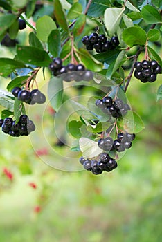 Ripe chokeberries