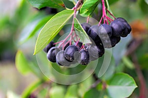 Ripe chokeberry on branch closeup. Summer sunny day