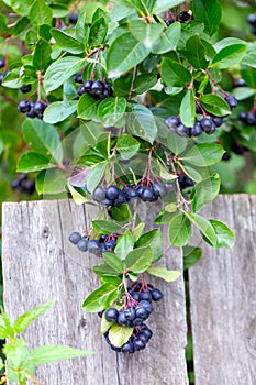 Ripe chokeberry on branch closeup. Summer sunny day Aronia melanocarpa