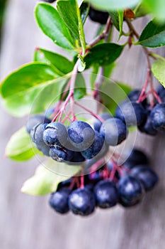 Ripe chokeberry on branch closeup. Summer sunny day Aronia melanocarpa