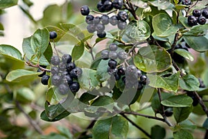 Ripe chokeberry fruits on tree branches
