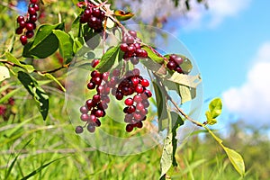 Ripe chokecherries hang on a branch against a blue sky