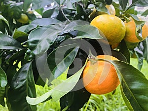 Ripe Citrus aurantium on tree with green grass background.