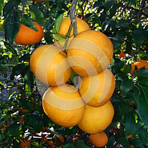 Ripe citrus fruits