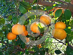 Ripe citrus fruits