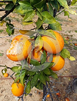 Ripe citrus fruits damaged by birds