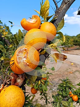 Ripe citrus fruits damaged by birds