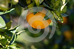 Ripe orange hanging on tree with green leaves and sunlight