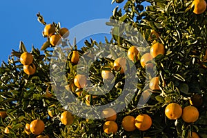 Ripe clementines on tree
