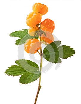 Ripe cloudberry branch displaying green leaves, white backdrop