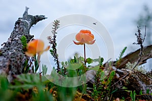 Ripe cloudberry grows on a swamp in Russia.