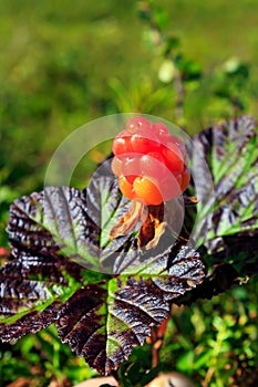 Ripe cloudberry (Rubus chamaemorus)