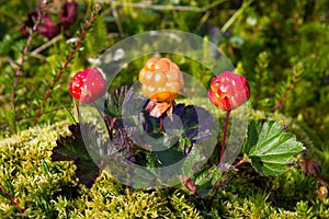 Ripe cloudberry (Rubus chamaemorus)