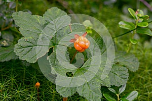 Ripe cloudberry, Rubus chamaemorus on plant