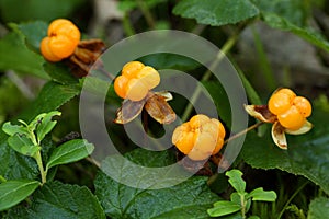 Ripe cloudberry in a swamp. Rubus chamaemorus.