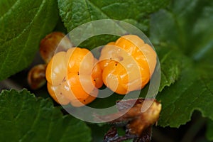 Ripe cloudberry in a swamp. Rubus chamaemorus.